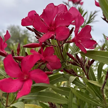 Les Pins Bleus By Interhome