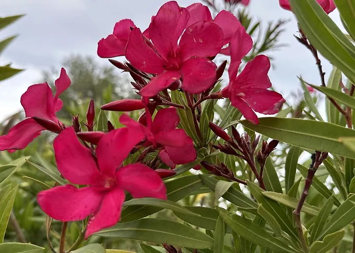 Les Pins Bleus By Interhome